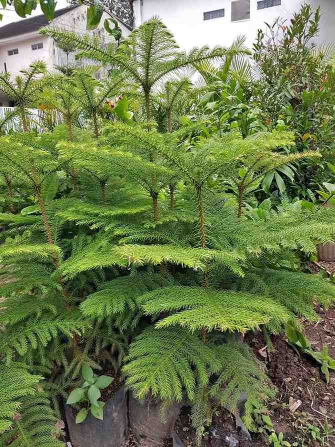 Cemara Norfolk 2 Meter