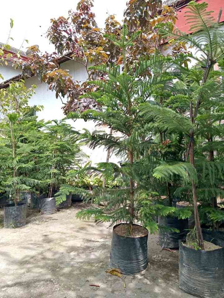 Cemara Norfolk 1.5 Meter