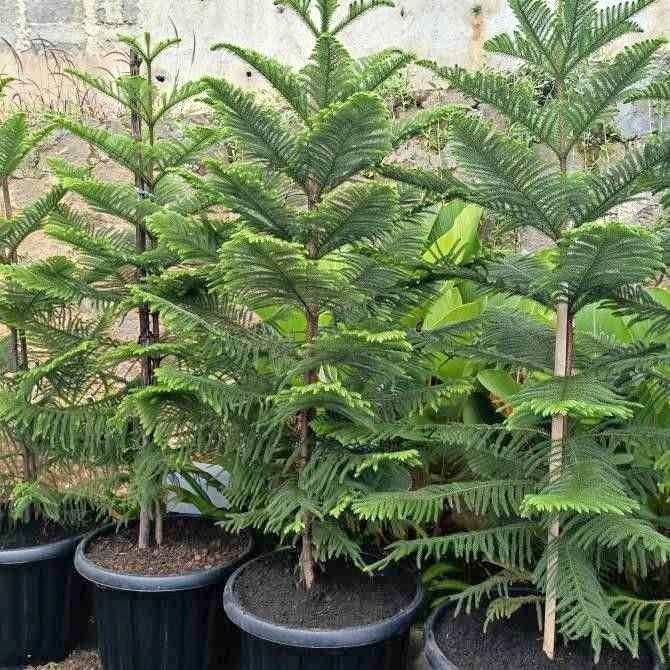 Cemara Norfolk 1 Meter