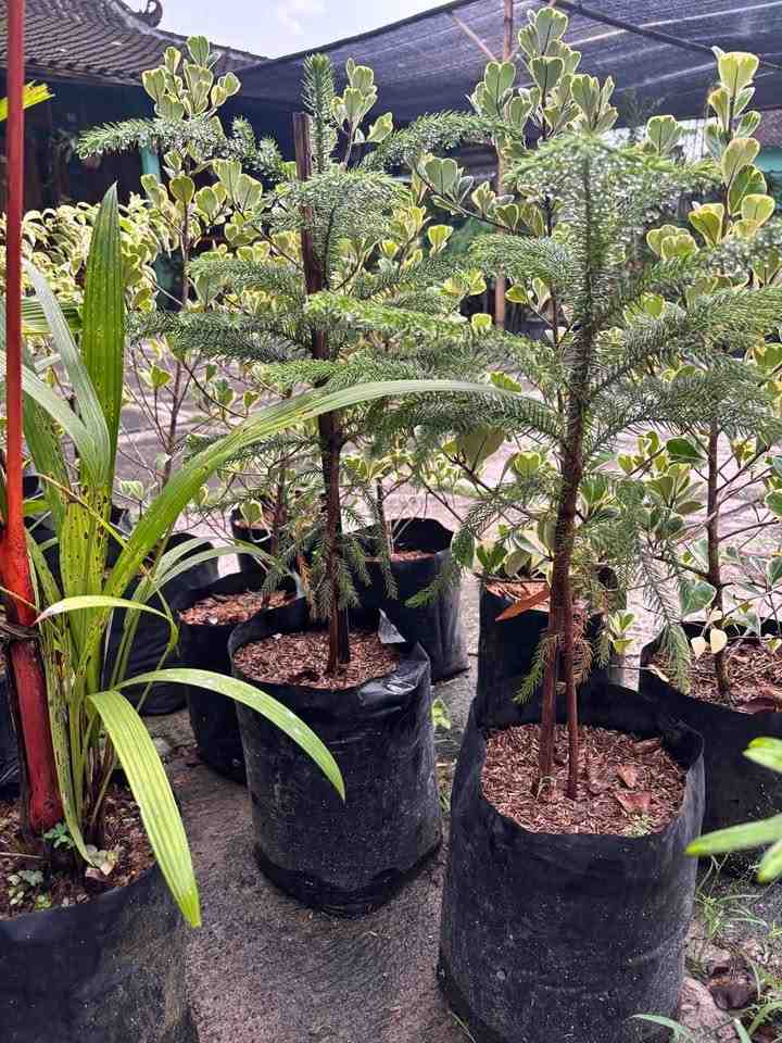 Jual cemara norfolk berkualitas dengan bentuk kerucut alami yang estetik