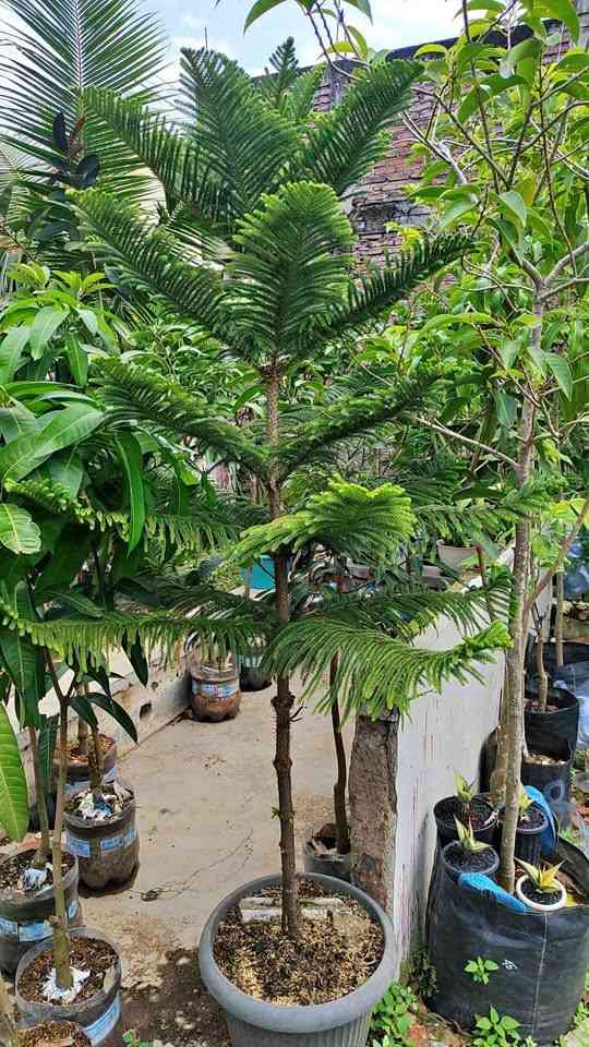Tanaman hias elegan jual cemara norfolk untuk dekorasi halaman rumah