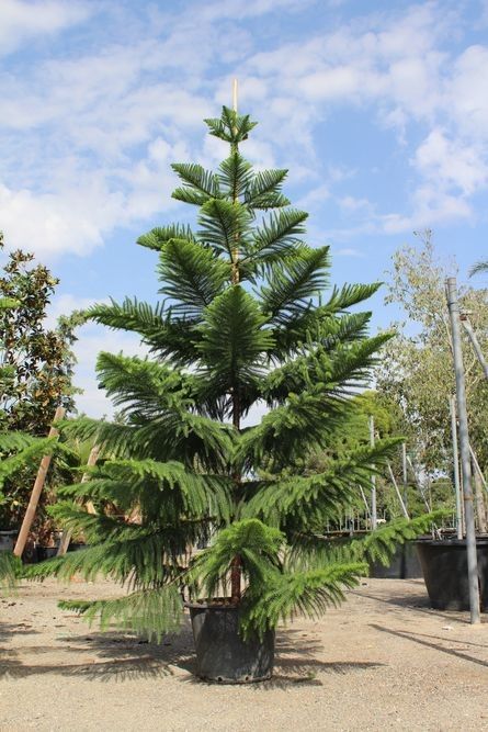 Pohon cemara norfolk rapi dan simetris siap tanam – jual cemara norfolk