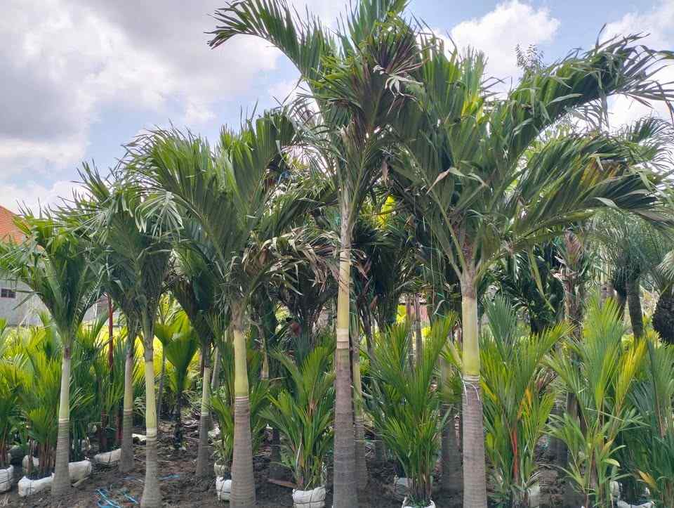 Jual pohon palem putri murah kualitas unggul langsung dari petani
