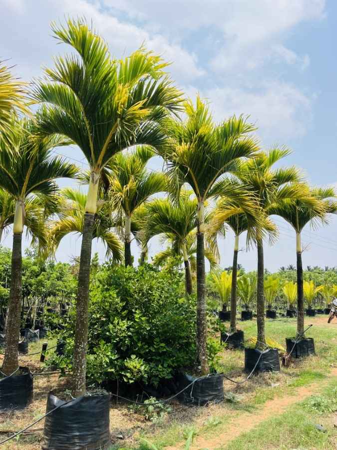 Jual pohon palem putri (Adonidia merrillii) untuk landscape rumah mewah