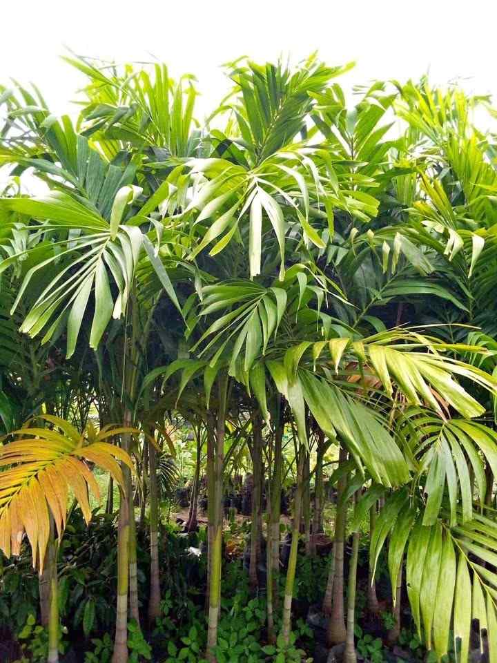 Jual pohon palem putri tinggi 2 meter siap tanam untuk taman minimalis