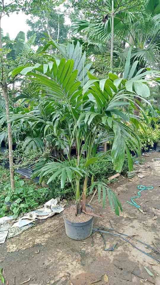 Jual pohon palem putri siap tanam dengan perawatan mudah dan tahan cuaca