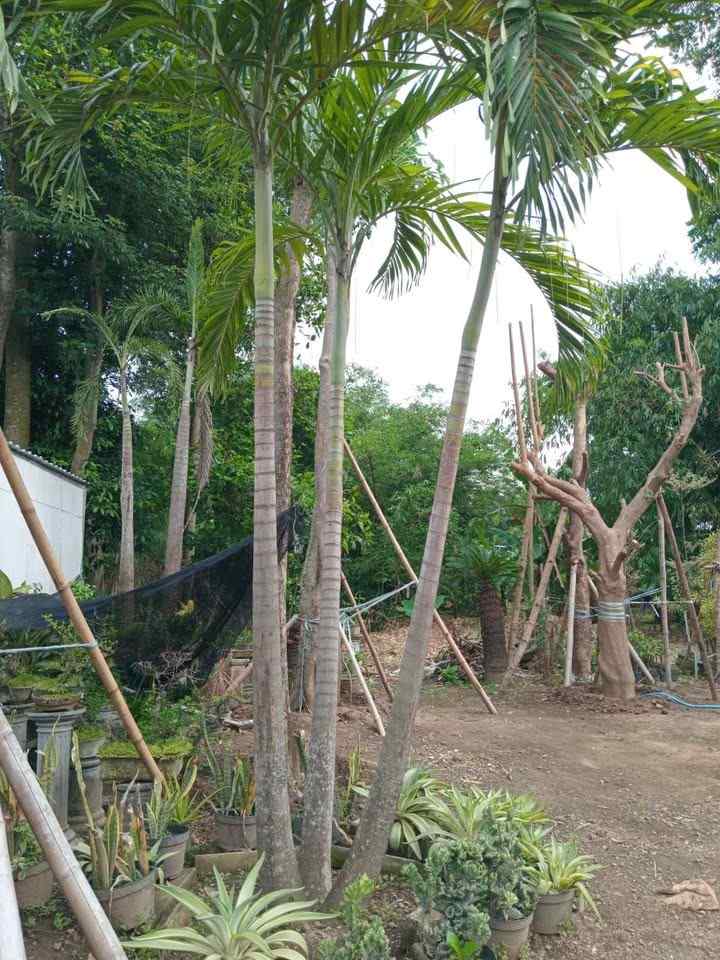 Jual pohon palem putri harga terjangkau untuk dekorasi taman tropis