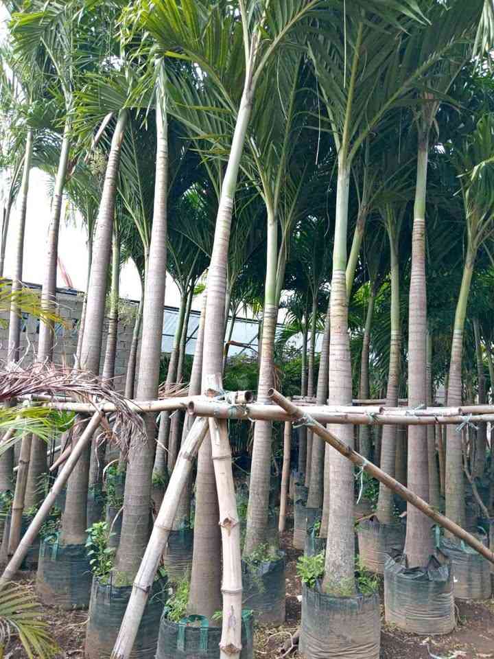 Jual pohon palem putri hijau segar dengan daun rimbun estetis