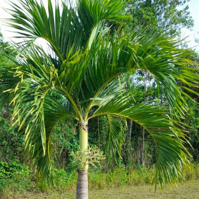 Jual pohon palem putri ukuran besar untuk proyek taman dan perumahan