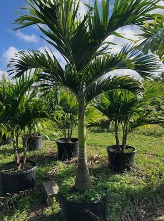 Jual pohon palem putri batang lurus rapi cocok untuk taman depan rumah