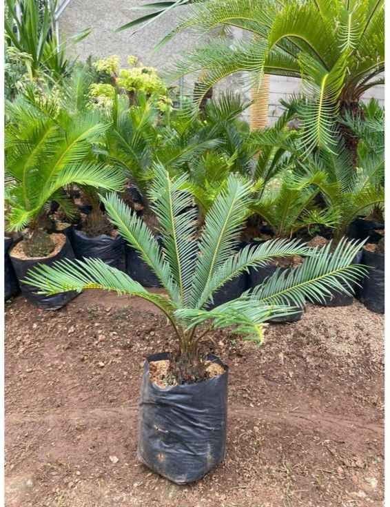 jual pohon palem sikas tanaman hias cantik 14