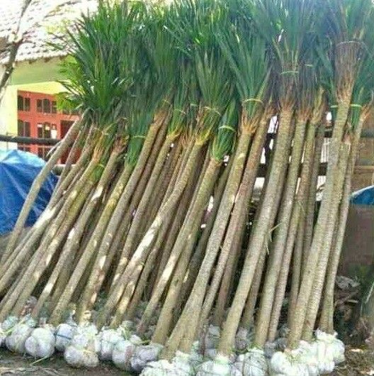 jual pohon pandan bali ukuran kecil hingga besar 10