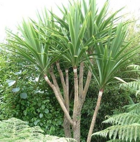 jual pohon pandan bali ukuran kecil hingga besar 16