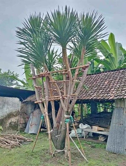 jual pohon pandan bali ukuran kecil hingga besar 4