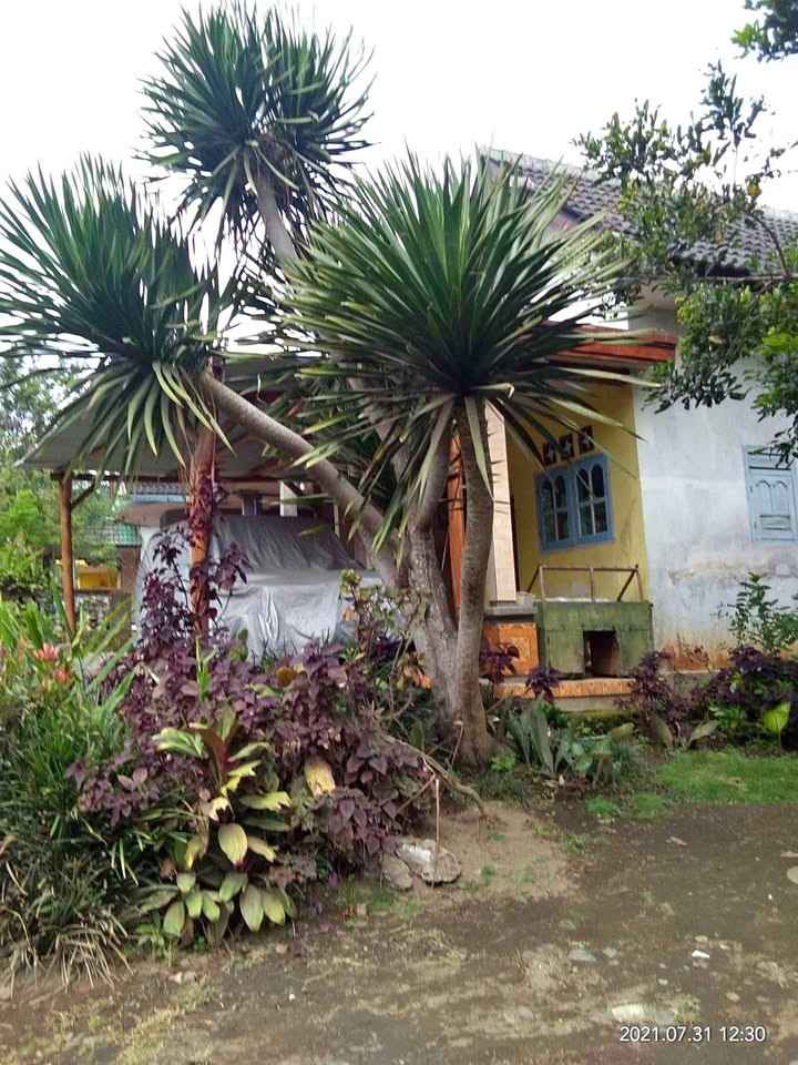 jual pohon pandan bali ukuran kecil hingga besar 8