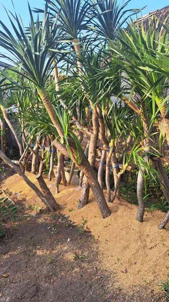 jual pohon pandan bali ukuran kecil hingga besar 9