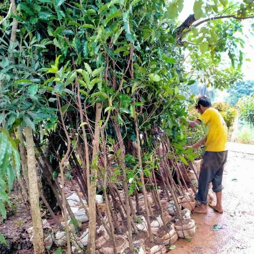 jual pohon tanjung pohon peneduh 1