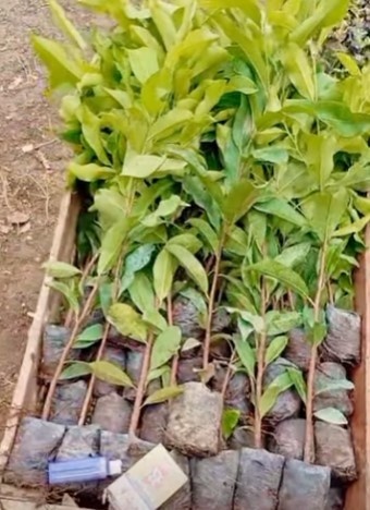 Bibit Pohon Tanjung