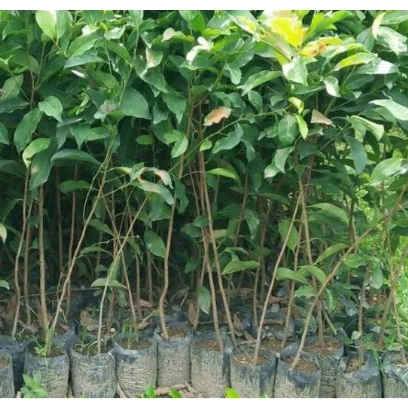 jual pohon tanjung pohon peneduh 2