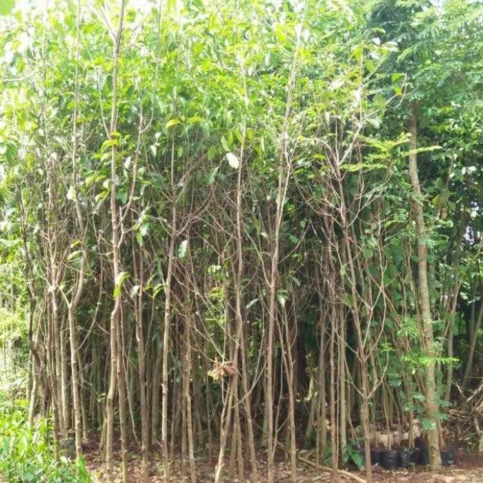 Pohon Tanjung 2 Meter