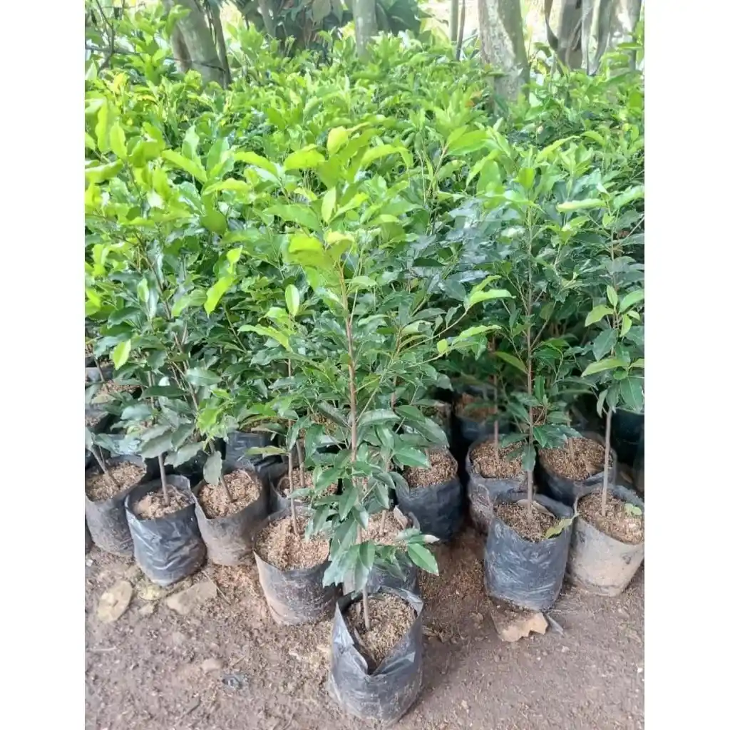 Pohon Tanjung 1 Meter
