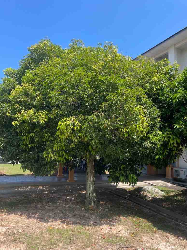 Pohon Tanjung untuk Landscape dan Area Publik