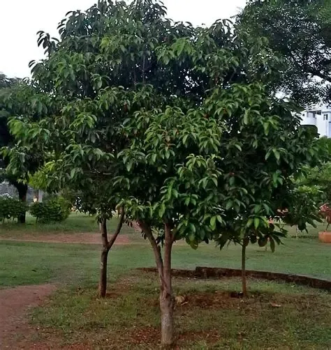 Pohon Tanjung Siap Tanam untuk Taman