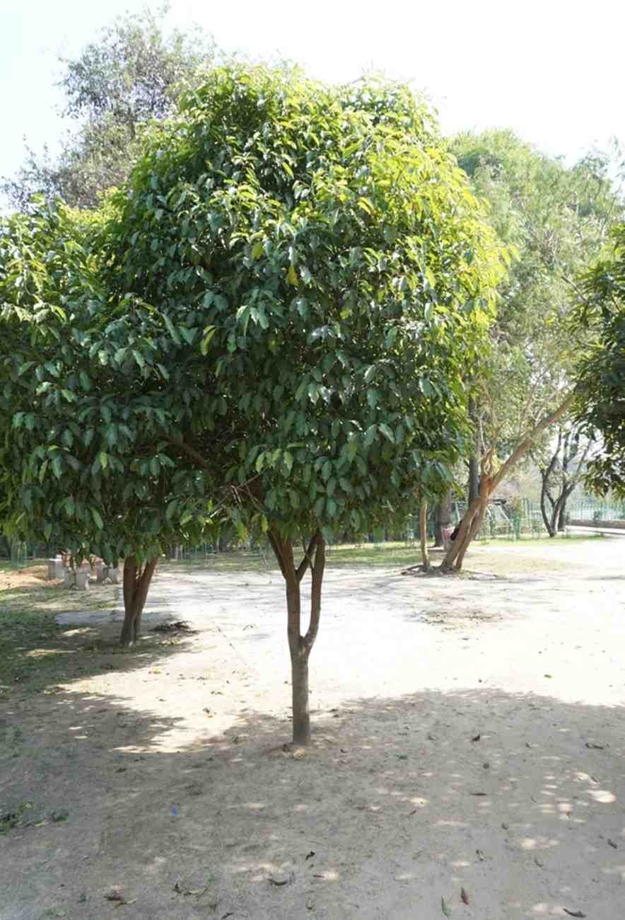 Pohon Tanjung Berkualitas Premium