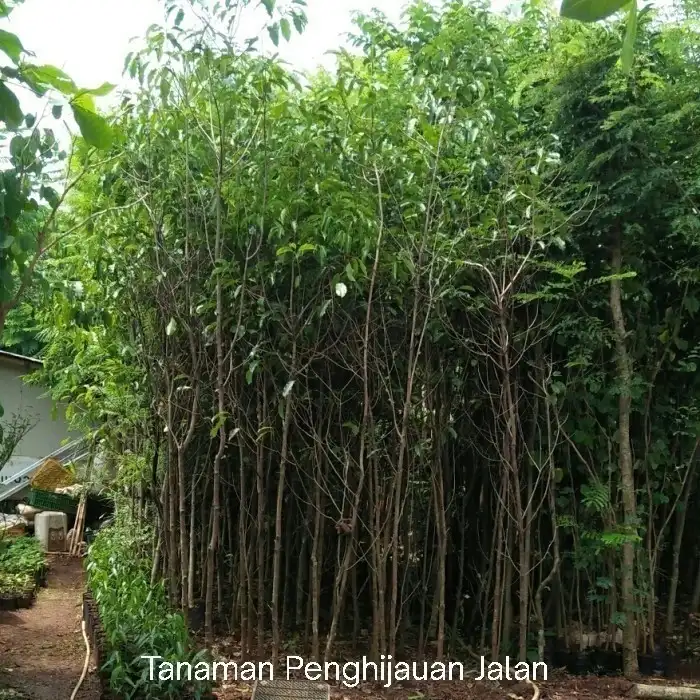 Pohon Tanjung 4 Meter
