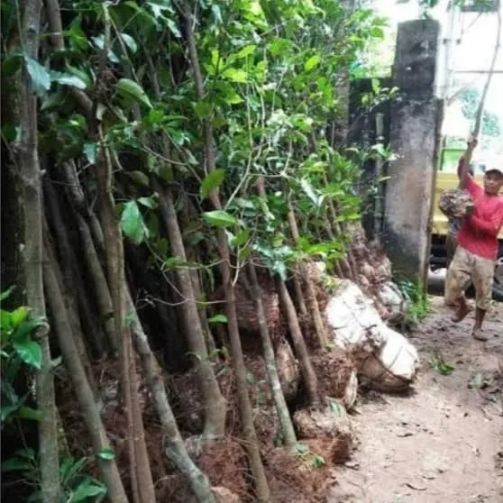 jual pohon tanjung pohon peneduh 7