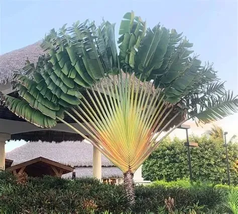 Pisang kipas siap tanam – jual tanaman pisang kipas
