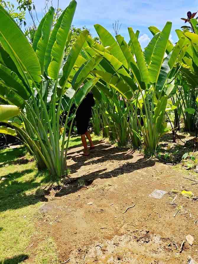 Pisang kipas minimalis – jual tanaman pisang kipas