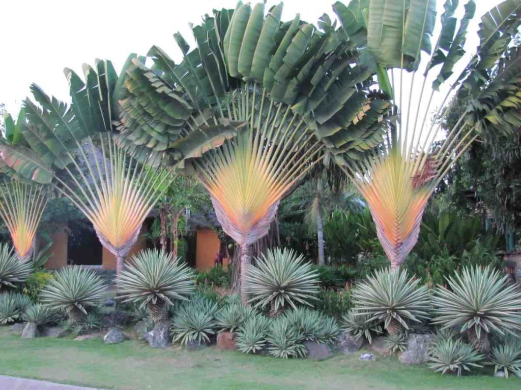 Jual tanaman pisang kipas siap kirim