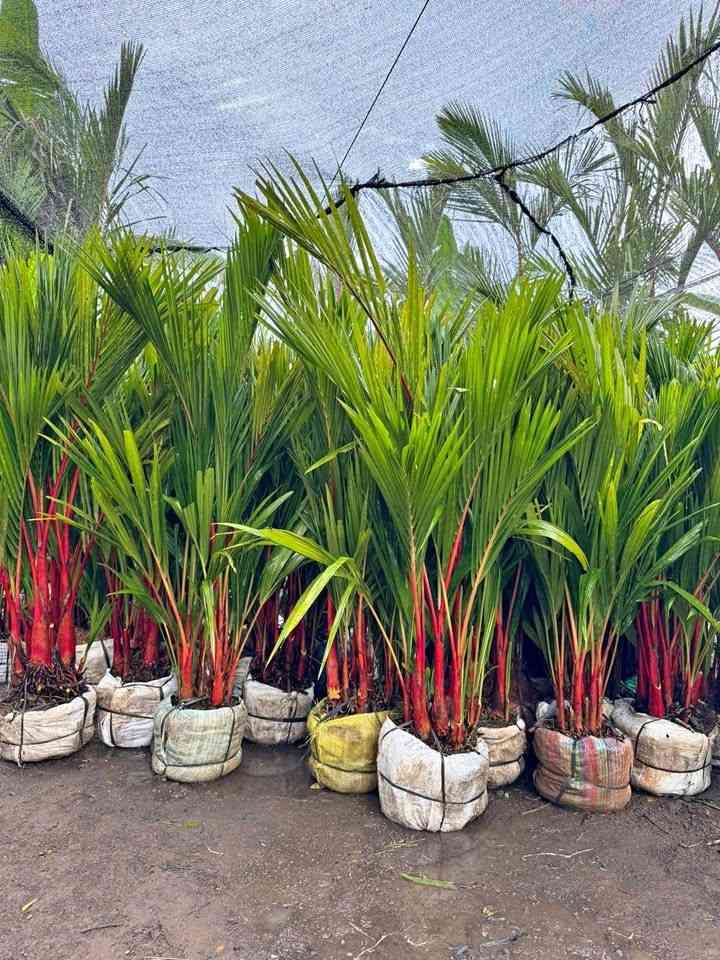 Palem Merah 1.5 Meter