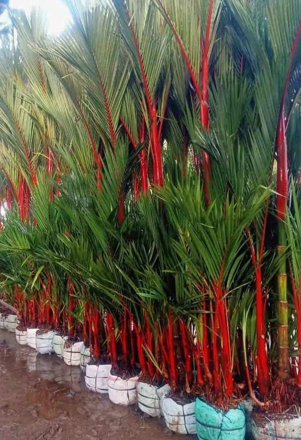 Palem Merah 2 Meter