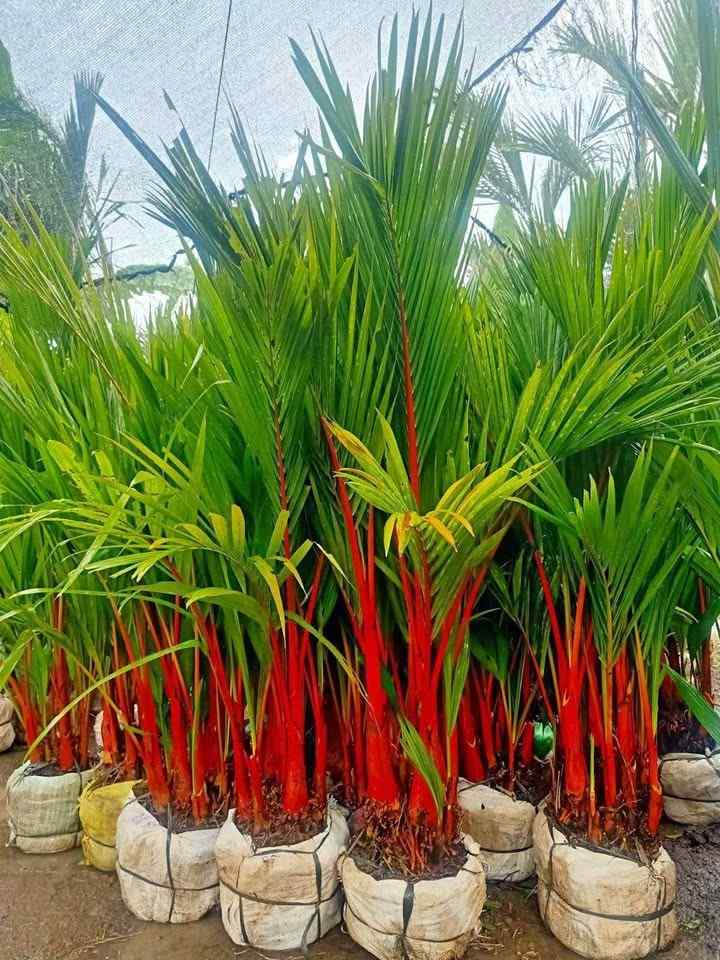 stok tanaman palem merah di nursery siap jual