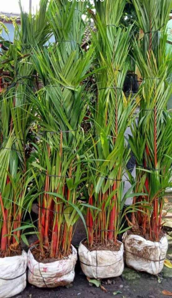 Palem Merah Berkualitas Premium