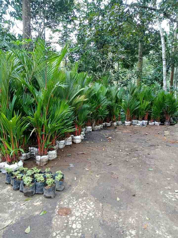 palem merah berbagai ukuran dari kecil hingga besar untuk taman