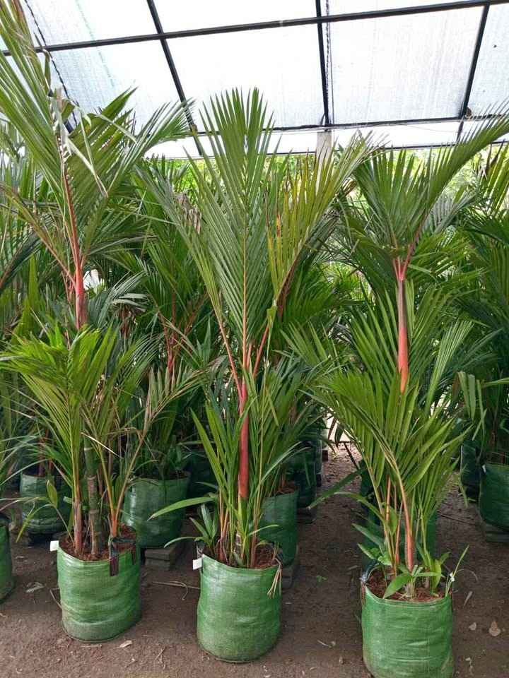 Palem Merah 3 Meter