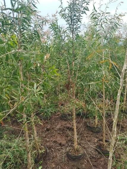 Jual pohon kayu putih berbagai ukuran dari bibit hingga pohon besar siap kirim