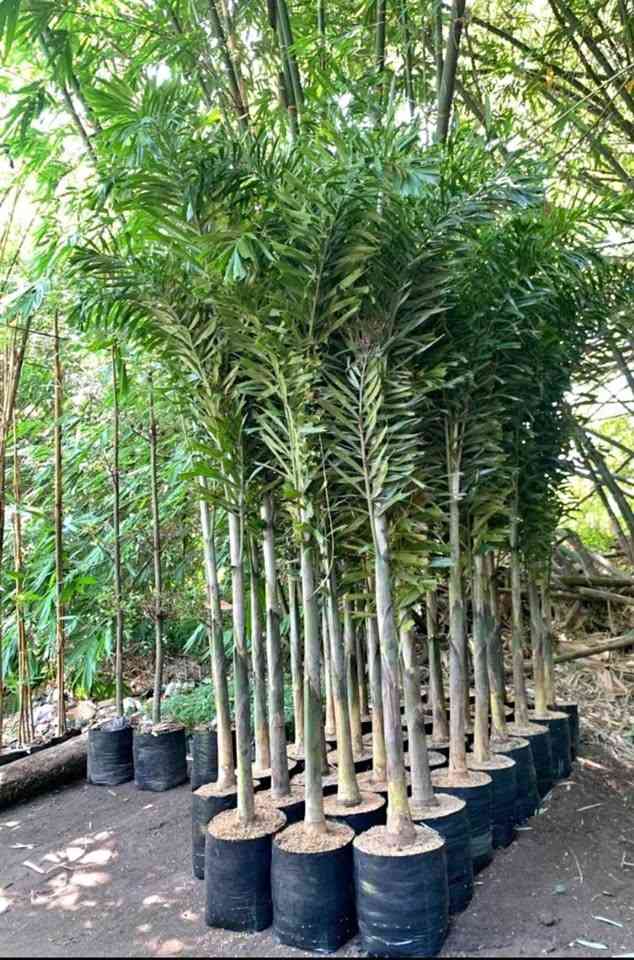 Palem Ekor Tupai 2 Meter