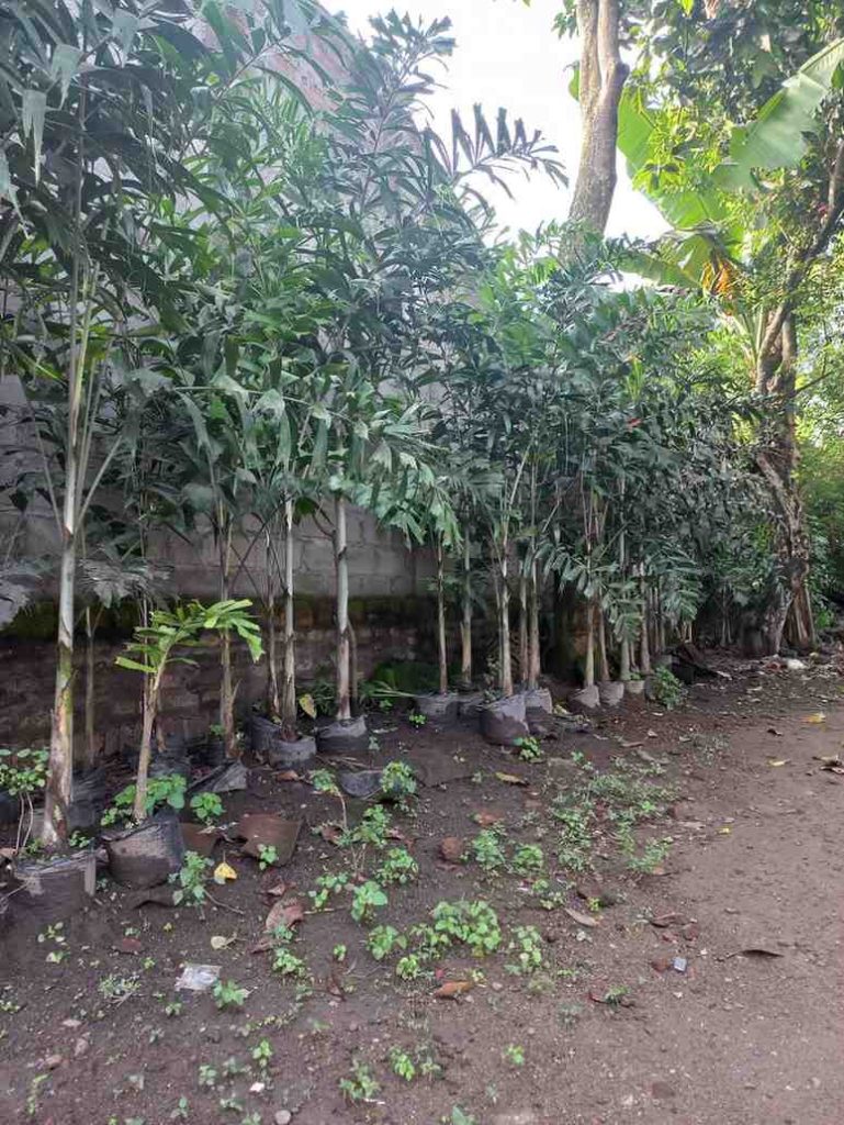 Palem ekor tupai siap kirim dengan kondisi segar dan akar kuat
