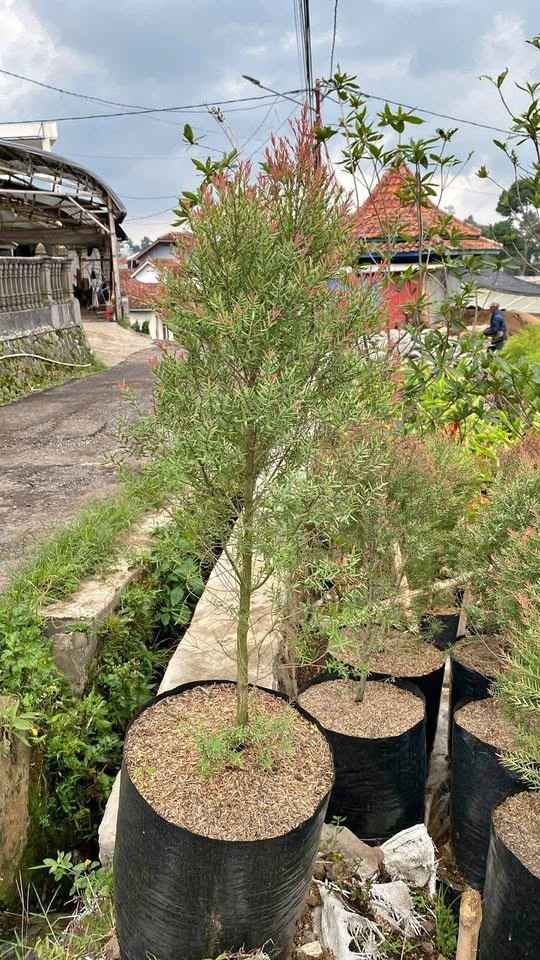Pohon kayu putih besar sebagai tanaman peneduh alami di area taman luas