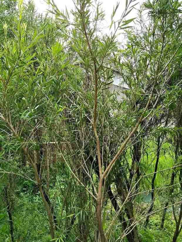 Pohon kayu putih di nursery dengan kondisi sehat dan daun rimbun alami
