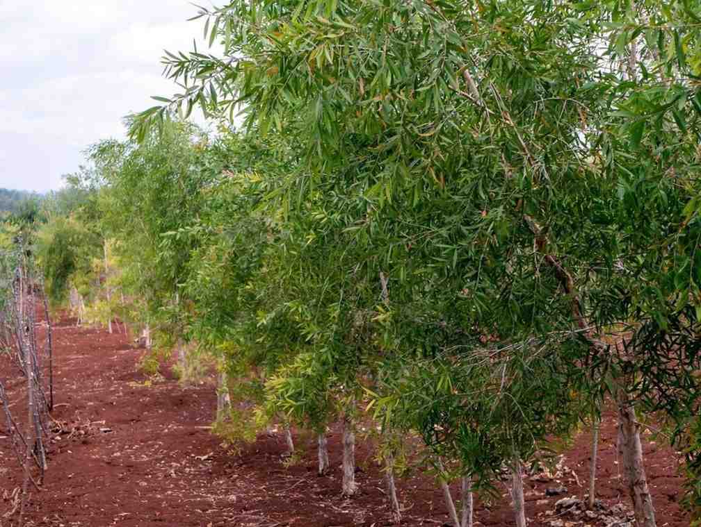 Pohon kayu putih siap kirim dengan akar kuat dan kondisi prima dari nursery
