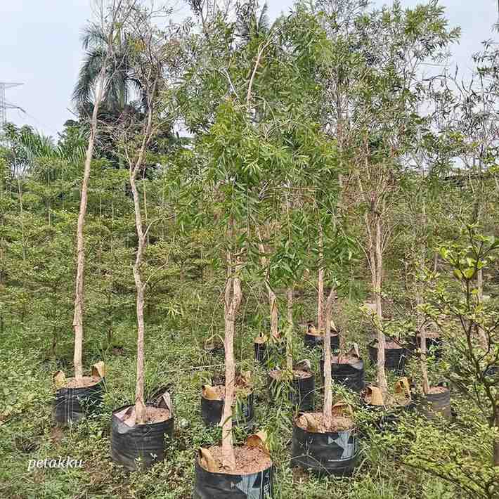 Pohon kayu putih siap tanam dengan batang putih khas untuk taman dan landscape