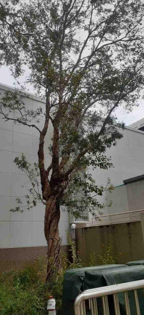 Pohon kayu putih ukuran 2 meter cocok untuk taman rumah dan area komersial