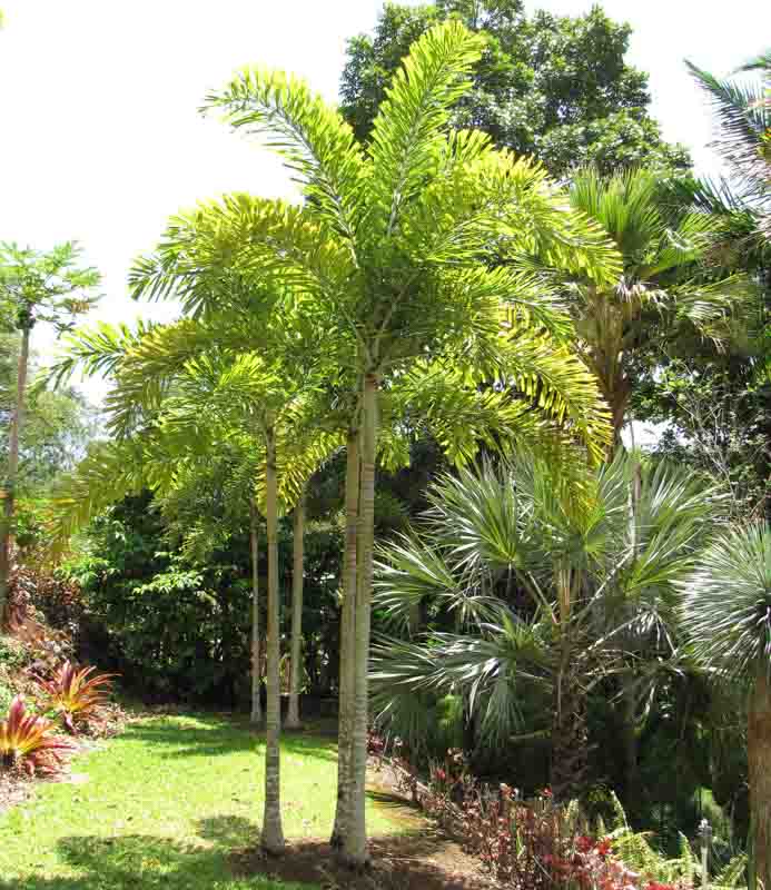 Palem Ekor Tupai untuk Taman dan Landscape