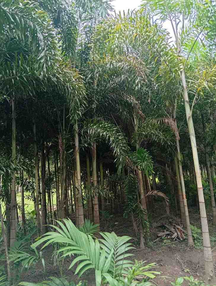Palem Ekor Tupai 4 Meter