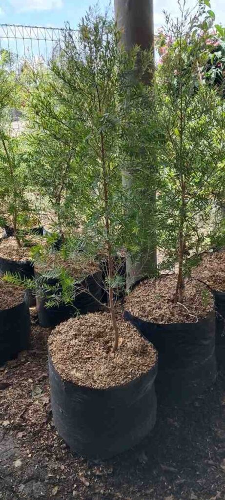 Supplier jual pohon kayu putih untuk taman rumah, kantor, dan proyek landscape